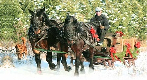 Windy Hill Tree Farm  sleigh rides