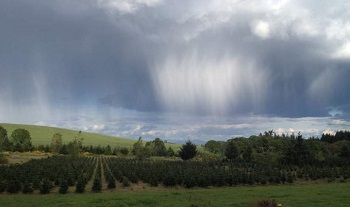 Silver Run Tree Farms
