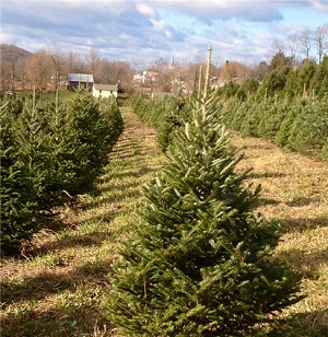 Reinhart's Christmas Tree Farm
