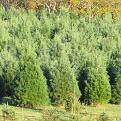 Hope Christmas Tree Farm  