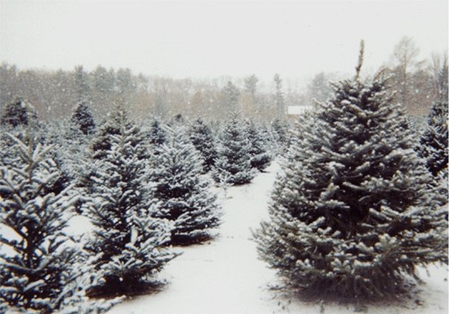 Falcon Ridge Farm Trees