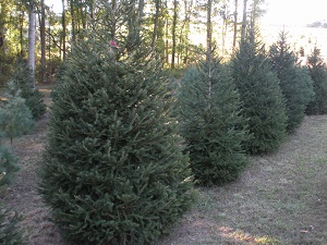 Evergreen Christmas Tree Farm