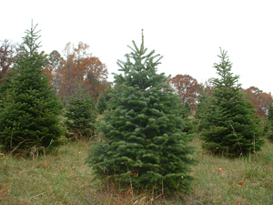 Dancing Hill Tree Farm