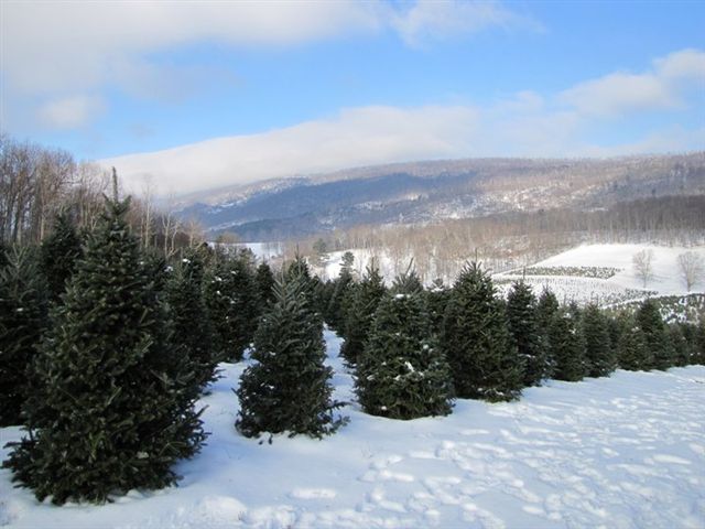 Spruce Ridge Tree Farm