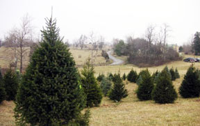 Ridge Road Ranch Christmas Trees 