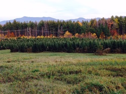 Handy Hill Tree Farm