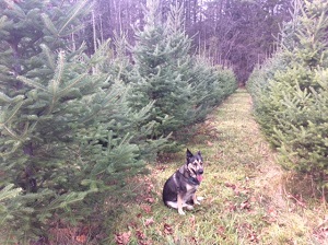 Sunnybrook Farm - Christmas trees-you choose and you cu