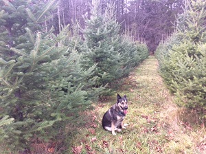 Sunnybrook Farm - Christmas trees-you choose and you cu