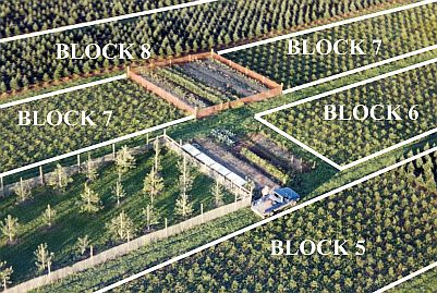 Asack & Son Christmas Tree Farm Ariel Block Layout