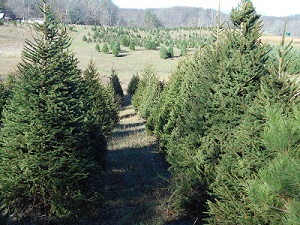 French Creek Christmas Trees