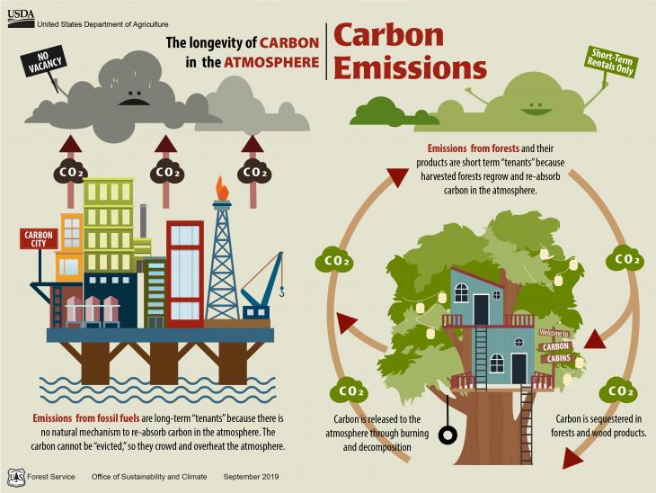 Christmas trees, Carbon emissions and the Carbon cycle