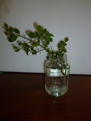 mistletoe in jar