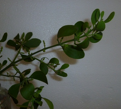 closeup of mistletoe