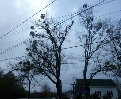 spotting mistletoe in trees