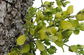 mistletoe on a tree