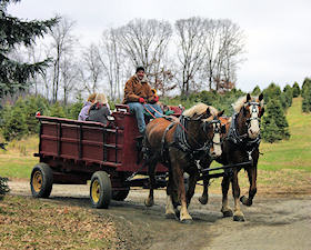 horse drawn winter wagon rides