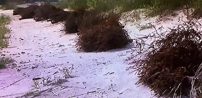 Christmas tree on beach to protect sand dunes