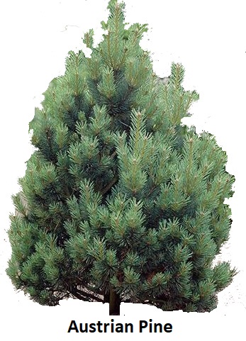 Austrian Pine