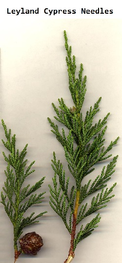 Leyland cypress needles