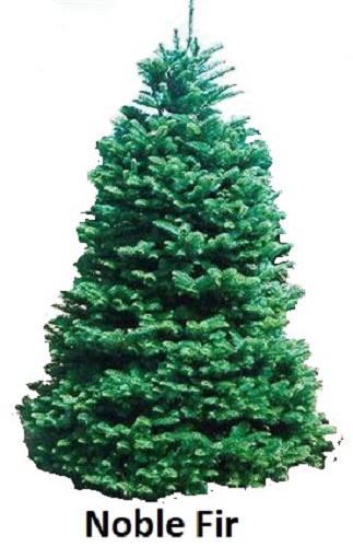 Noble Fir Tree