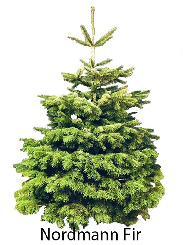 nordmann fir christmas tree