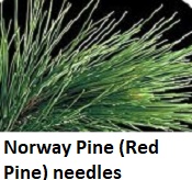 Norway Pine needs close up