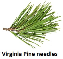 Virginia Pine needles
