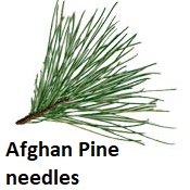 Afghan pine needles