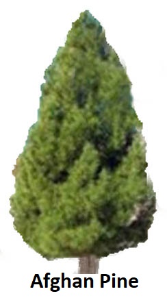 Afghan Pine