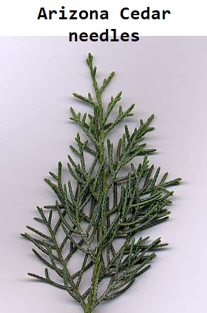Arizona Cypress needles