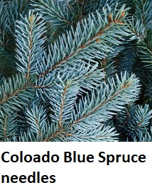 Colorado Blue Spruce needles
