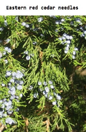 Eastern red cedar needles