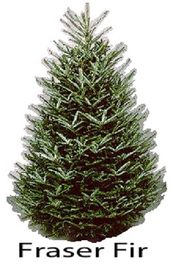 Fraser fir