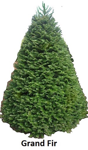 Grand Fir