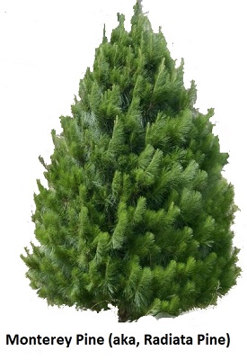 Monterey Pine (Radiata Pine)