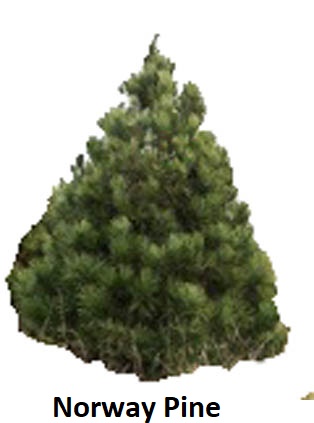 Norway Pine