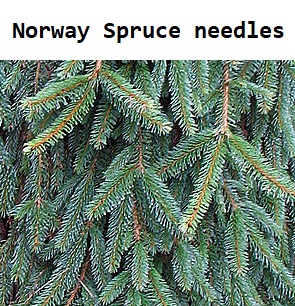 Norway Spruce needles