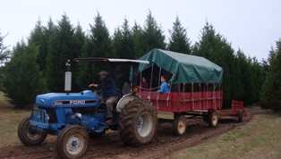 Deerwoods Christmas Tree Farm 